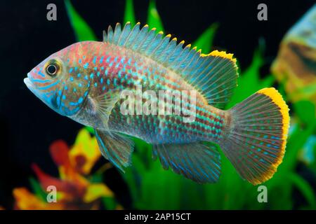 Green Terror (Aequidens rivulatus). Freshwater species from South America. Single fish in an aquarium Stock Photo