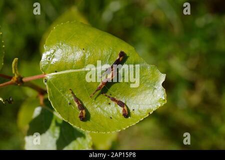 Cerura vinula. Puss Moth caterpillars feeding on Poplar leaf, Wales, UK.