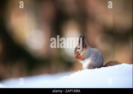 Cute red squirrel eats a peanut in winter scene with nice blurred forest in the background Stock Photo