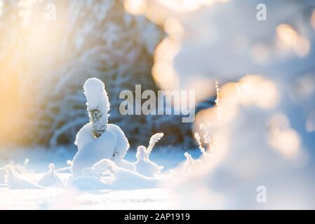 Young pine sapling covered with fresh snow, sunlight day in winter landscape Stock Photo