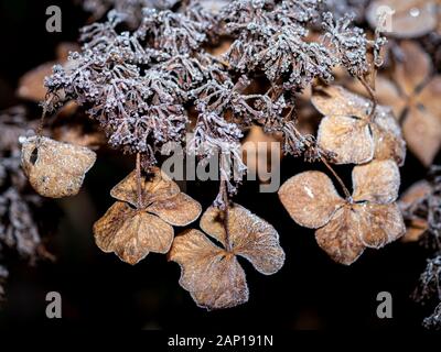 Hydrangea Macrophylla flowerhead in winter covered with frost. Stock Photo