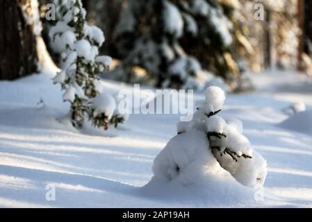 Winter forest with snowy trees, focus on snowy spruce tree sapling in foreground Stock Photo