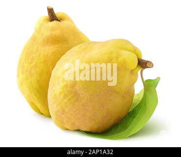 Isolated quinces. Two raw quince fruits isolated on white background with clipping path Stock Photo