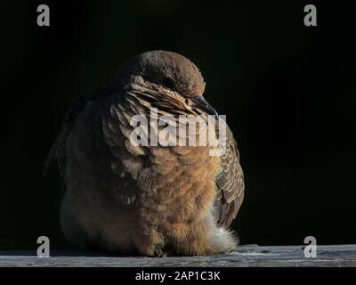 Extreme close up of resting Mourning dove against black background showing feathers structure details Stock Photo