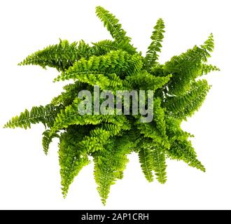 directly above shot of nephrolepis fern isolated on white background Stock Photo