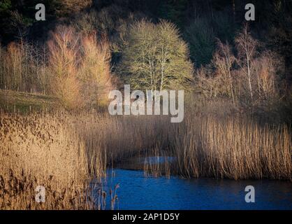 Trees and reeds round Clockburn Lake in the Derwent Walk Country Park near Rowlands Gill in Tyne and Wear Stock Photo