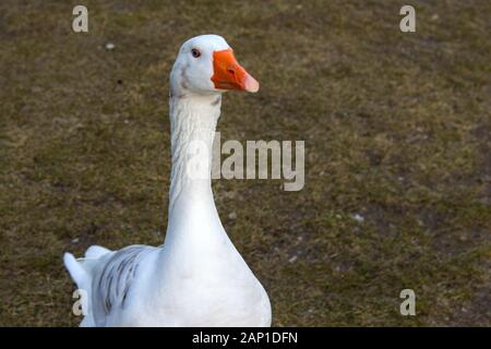 Close up of a common goose Stock Photo