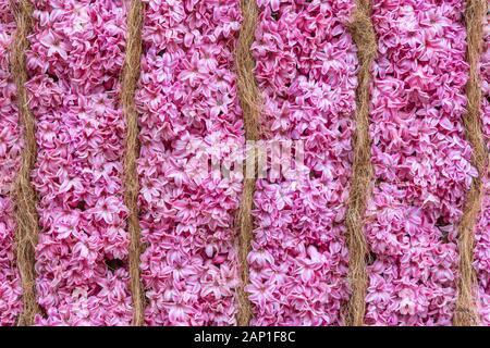 Natural background of pink hyacinth petals Stock Photo - Alamy