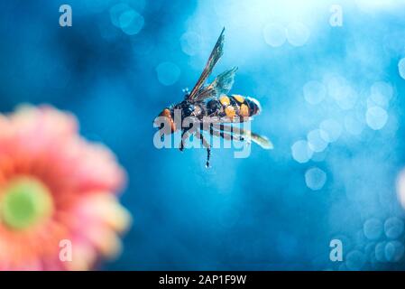 two big queen bees. A pair of wasps flying, on a colorful background, on gerbera flowers. Bees collecting honey. Beautiful multi-colored, floral backg Stock Photo