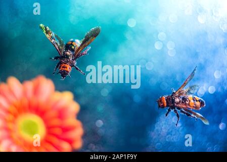 two big queen bees. A pair of wasps flying, on a colorful background, on gerbera flowers. Bees collecting honey. Beautiful multi-colored, floral backg Stock Photo