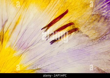 SOFT PASTEL COLOURS, PETAL DETAIL AND STAMENS OF A CLOSE UP OF A MICROWAVE DRIED PRESSED FLOWER MAKING A NATURAL COLOUR PATTERN Stock Photo