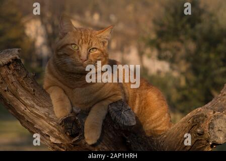 Ginger tabby cat in a tree Stock Photo