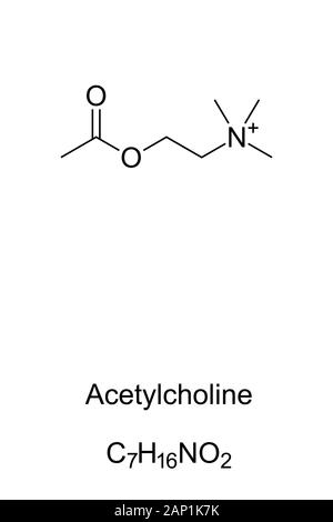 acetylcholine tattoo