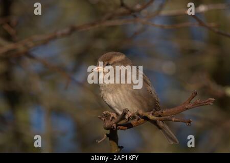 Female House sparrow Stock Photo