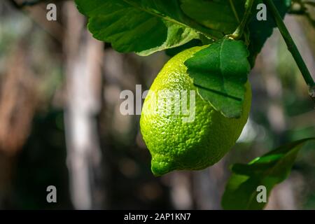 Green organic lemon fruit on the tree, in a sunny winter day Stock Photo