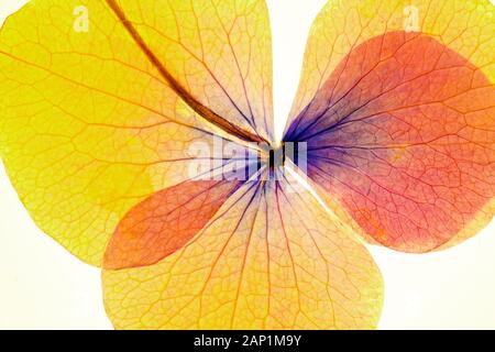 SOFT PASTEL COLOURS AND PETAL DETAIL OF A MICROWAVE DRIED PRESSED FLOWER SHOWING LEAF VEINS AGAINST A PLAIN WHITE BACKGROUND - ARTISTIC MERIT Stock Photo