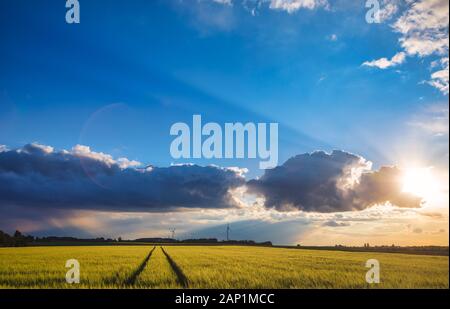 Dramatic evening sky over wheat field with wind farm seen in background, rural Bavaria, Germany Stock Photo