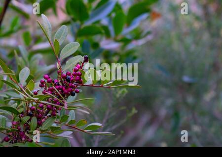 Pistacia lentiscus, lentisk red Berries in nature, with dark background Stock Photo