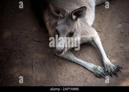 Portrait of resting kangaroo in Queensland Australia Stock Photo