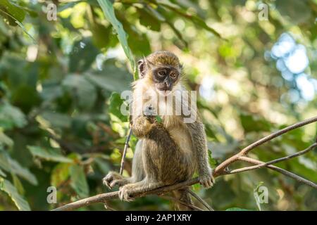 Westliche Grünmeerkatze Chlorocebus sabaeus, Bijilo Forest Park, Bijilo, Gambia, Westafrika  |  green monkey Chlorocebus sabaeus, Bijilo Forest Park, Stock Photo