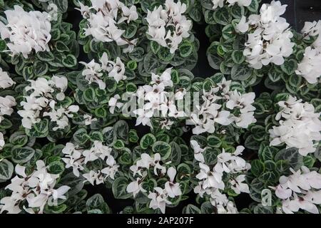 Full frame close up top view on many white cyclamen flowers with green leaves in flower pots in german garden centre Stock Photo
