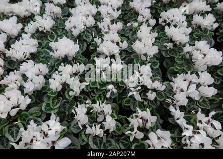 Full frame close up top view on many white cyclamen flowers with green leaves in flower pots in german garden centre Stock Photo