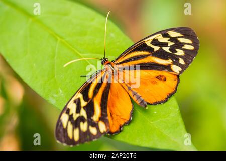 Harmonia tiger - Tithorea harmonia, beautiful colored brushfoot butterfly from Central and South American meadows, Ecuador. Stock Photo
