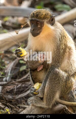 Weibliche  Westliche Grünmeerkatze Chlorocebus sabaeus mit Jungem, Bijilo Forest Park, Bijilo, Gambia, Westafrika  |  female  green monkey Chlorocebus Stock Photo