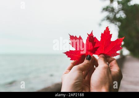 Couple in love holding with hands two red maple tree leaves. National symbol of Canada. Toronto Island Park Stock Photo