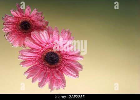 pink gerbera flowers, with air bubbles on the petals, under water, on a multi-colored background. March 8 concept. International Women's Day. Blue, ye Stock Photo