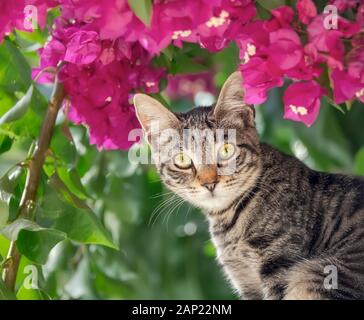 Cute young brown tabby cat posing in front of pink Bougainvillea flowers and looking curiously, Crete, Greece Stock Photo