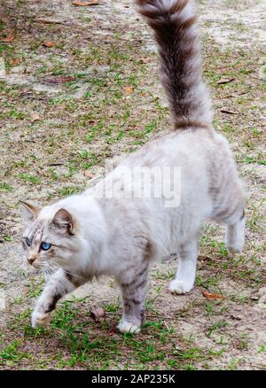 A long-haired silver tabby cat walks across a yard, Jan. 13, 2020, in Coden, Alabama. Stock Photo