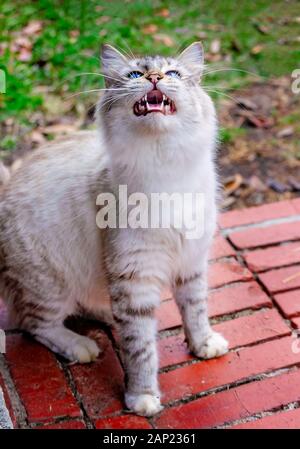 A long-haired silver tabby cat sits on a brick step, looking up and meowing, Jan. 13, 2020, in Coden, Alabama. Stock Photo