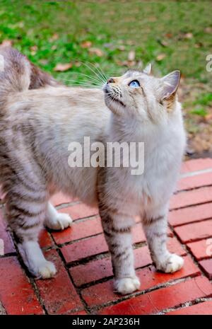 A long-haired silver tabby cat stands on a brick step, looking up, Jan. 13, 2020, in Coden, Alabama. Stock Photo