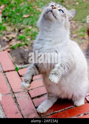 A long-haired silver tabby cat sits on a brick step, looking up and begging, Jan. 13, 2020, in Coden, Alabama. Stock Photo