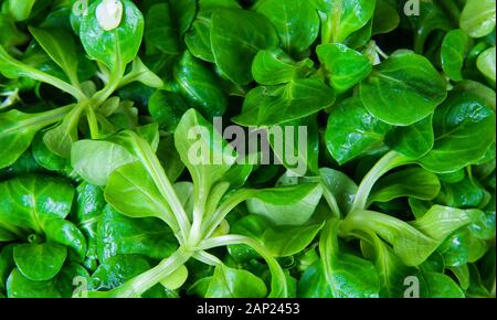 Full frame close up of wet fresh green lamb´s lettuce Stock Photo