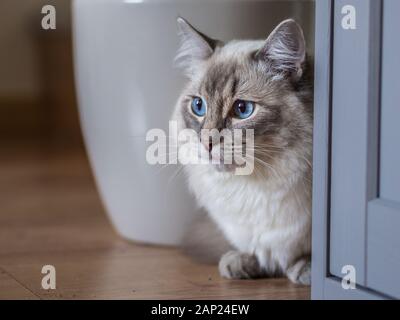 Cat daily life, Ragdoll Stock Photo