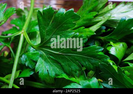 Makro close up of smooth flat leaf parsley (Petroselinum crispum var. neopolitanum) Stock Photo