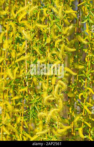 Blossoming weeping willow, Salix babylonica, in spring Stock Photo