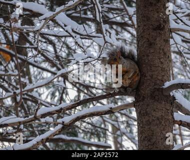 eastern grey squirrel looking sideways on a tree full of snow during winter 2019 2020