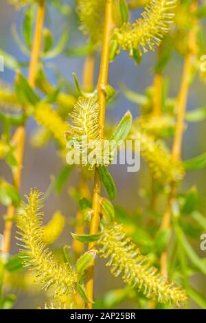 Blossoming weeping willow, Salix babylonica, in spring Stock Photo