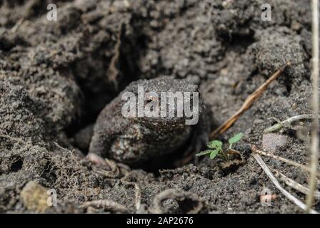 Mr. Frog Stock Photo