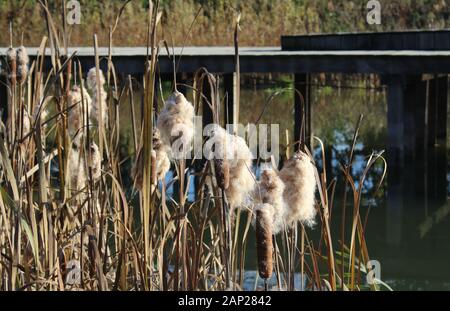 A row of Common Bulrush plants (Typha latifolia) growing next to a pond outdoors in a natural environment. With copy space Stock Photo