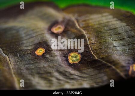 Macro close up of isolated green partly withered yucca palm tree leaf with brown spots Stock Photo