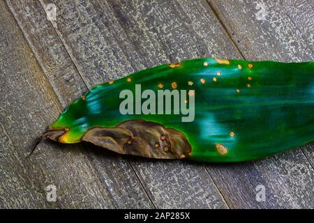 Close up of isolated green partly withered yucca palm tree leaf with brown spots on wood table Stock Photo