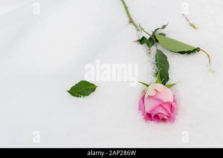 a discarded scarlet rose with torn leaves lies on the white snow Stock Photo