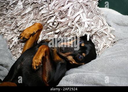 Close up of miniature pinscher (Canis lupus familiaris, mini doberman) on white cushion and blanket. Dog is in supine position with bended legs. Stock Photo