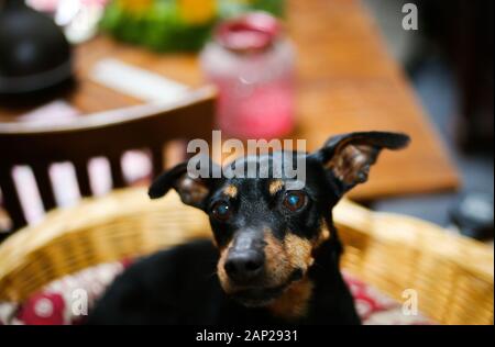 Close up of miniature pinscher head with ears up (Canis lupus familiaris, mini doberman). Dog is sitting in a basket. Stock Photo