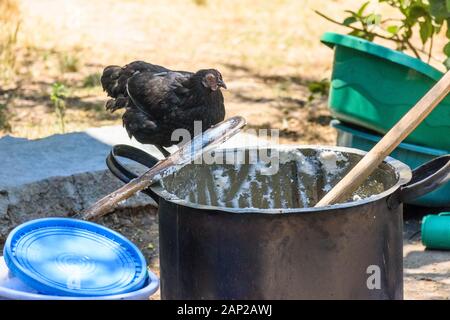 black chicken perches on the edge of a large metal cooking pot eating dried food before the pot is washed in a village in Malawi Stock Photo