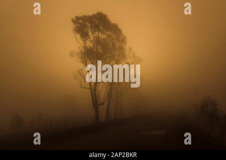 Gum trees in thick fog affected by bushfire in The Blue Mountains in Australia Stock Photo